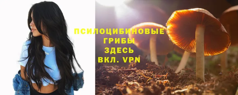 что такое наркотик  Биробиджан  Галлюциногенные грибы Psilocybine cubensis 